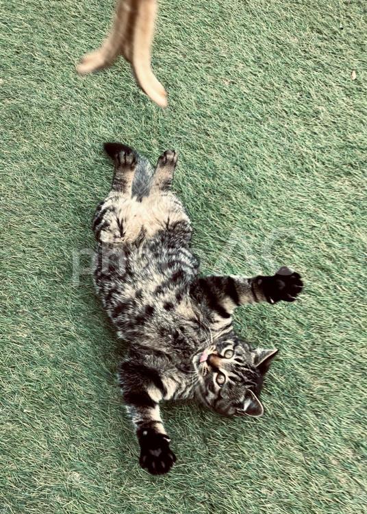 キジトラ5 動物,猫,ねこの写真素材