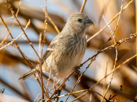 枝にとまるベニマシコのメス 枝にとまるベニマシコのメス ベニマシコ,紅猿子,野鳥の写真素材