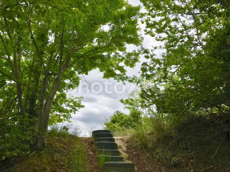 新緑の木々 散歩,新緑,初夏の写真素材
