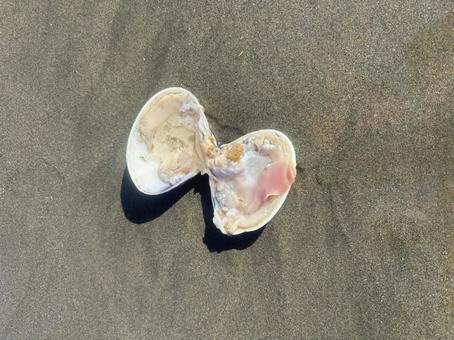 開いた貝 開いた貝の写真