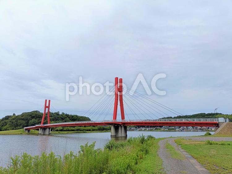 福井県あわら市　アイリスブリッジ2 アイリスブリッジ,アイリス,あいりすの写真素材