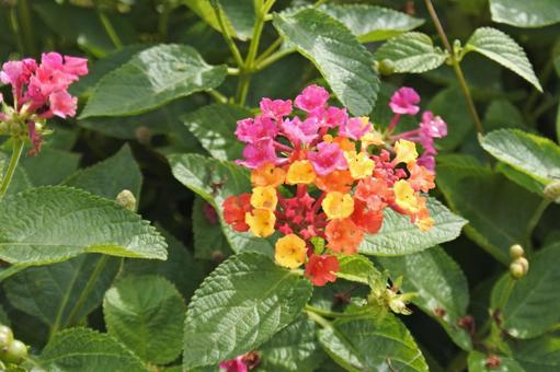 ランタナ②の写真