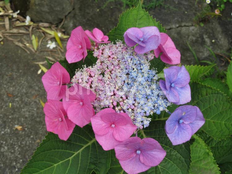 珍しい一株で紫とピンク２色のアジサイ アジサイ,花,植物の写真素材