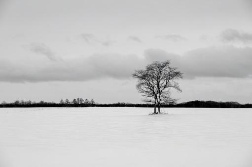 雄大な雪原に立つ孤高の大樹に漂う静寂 孤高,大樹,雪景色の写真素材