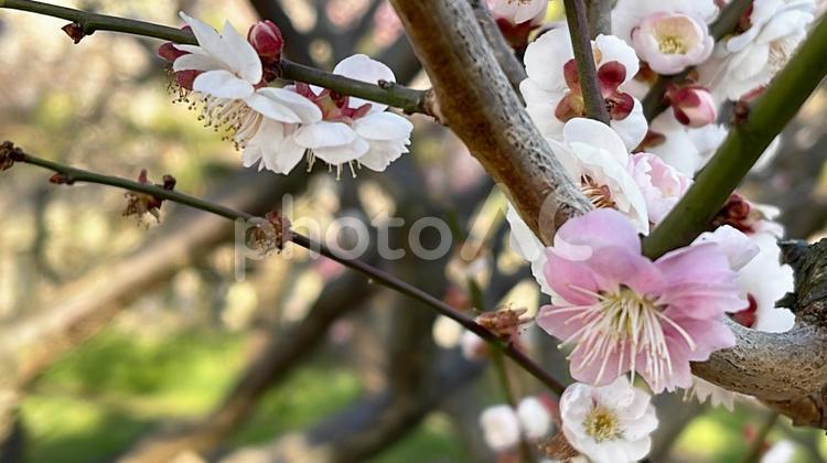満開に咲いた冬の美しい梅の花 梅,観梅,つぼみの写真素材