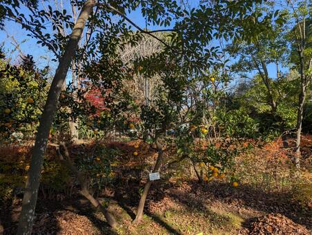 紅葉 紅葉,秋,赤の写真素材