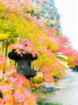 お寺 お寺,寺,竹寺の写真素材