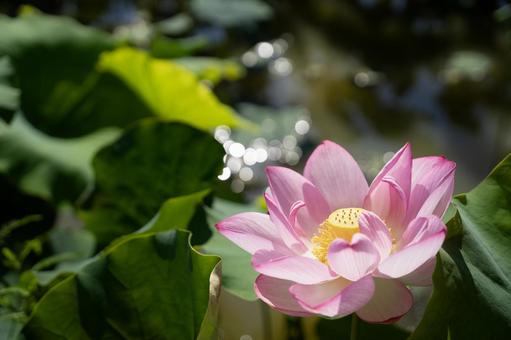蓮の花 蓮の花 蓮の花,ハスの花,花の写真素材