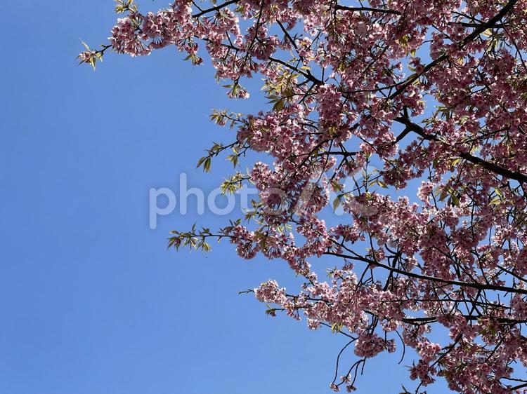 青空と満開の桜 桜,枝,空の写真素材