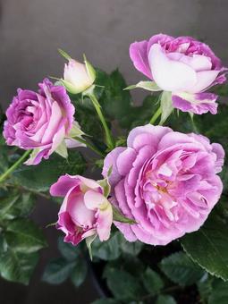 ベランダのバラ・リナルド ベランダのバラ・リナルド 薔薇,バラ,リナルドの写真素材