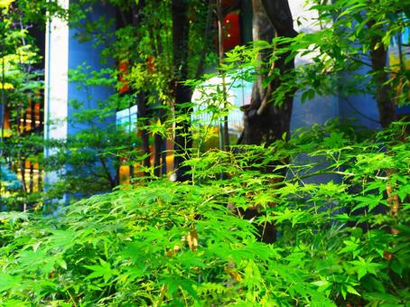 緑が鮮やかな赤くなる前のモミジ モミジ,秋,紅葉の写真素材