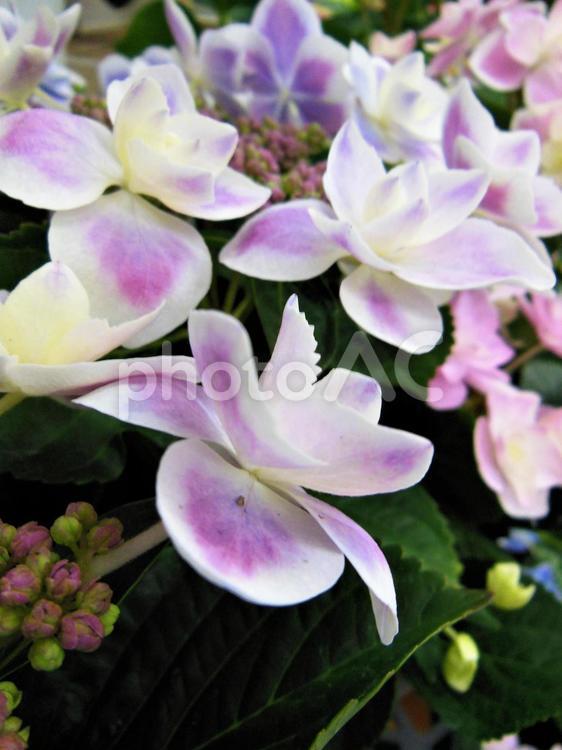 紫陽花　アジサイ　Hydrangea　ピンク色 花,アジサイ,紫陽花の写真素材