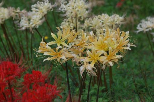 [Photo of cluster amaryllis] Scenery of cluster amaryllis blooming, JPG