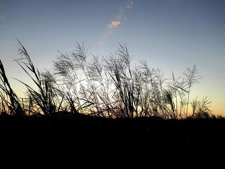 秋の夕暮 空,自然,夕暮れの写真素材