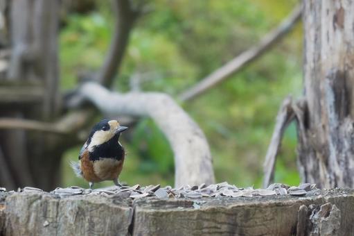 ヤマガラ ヤマガラ,野鳥,小鳥の写真素材