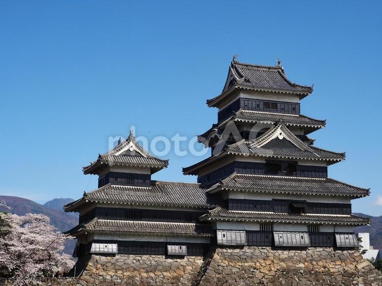 春の国宝松本城 松本城,桜,国宝の写真素材