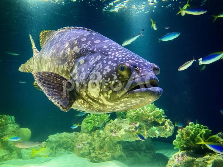 水中を泳ぐタマカイ。大きな魚。 タマカイ,魚,泳ぐの写真素材