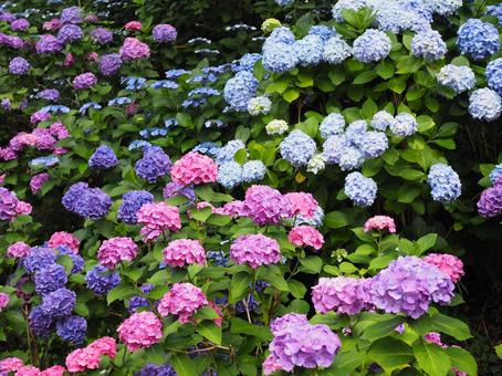 カラフル紫陽花 カラフル紫陽花 満開,雨,花の写真素材