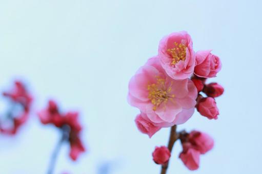 梅の花 梅の花の写真