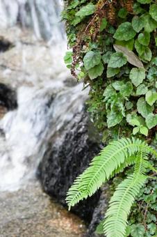 シダと清流の渓谷のほとり シダ,葉,植物の写真素材