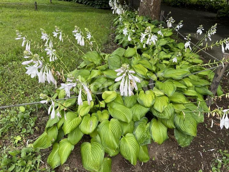 花　8月　北海道の公園 花,植物,白の写真素材