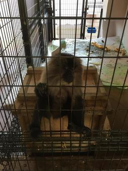 Shishio monkey, white-tailed monkey, bird cage, ape, JPG