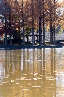秋の公園の風景 秋の公園の風景 秋,埼玉県秋,公園の写真素材