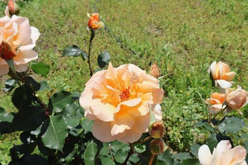 万博記念公園のバラ 万博記念公園のバラ バラ,花,植物の写真素材