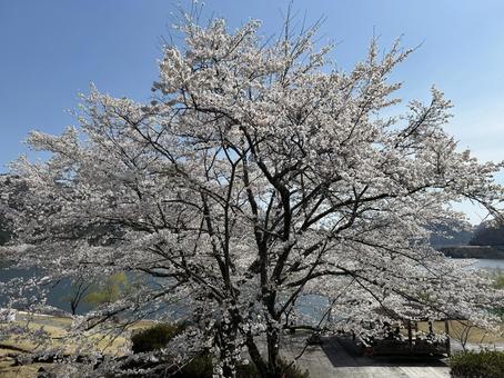 Cherry trees in full bloom and blue sky, JPG Cherry trees in full bloom and blue sky, JPG