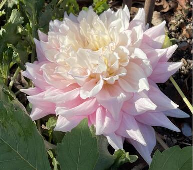 大輪の花 花,植物,ピンクの写真素材