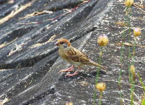 地面に降りたスズメの幼鳥 スズメ,野鳥,動物の写真素材