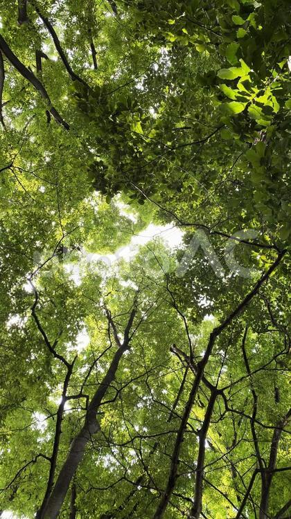 新緑と木漏れ日 新緑,木漏れ日,緑のトンネルの写真素材