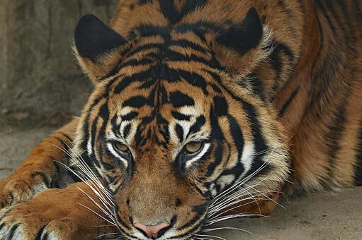 蘇門答臘動物園景觀 蘇門答臘動物園景觀