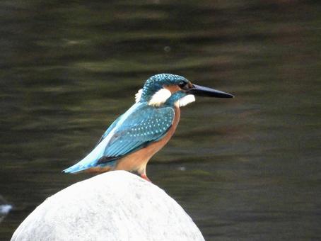 Kingfisher standing on a stone on the river surface, JPG Kingfisher standing on a stone on the river surface, JPG