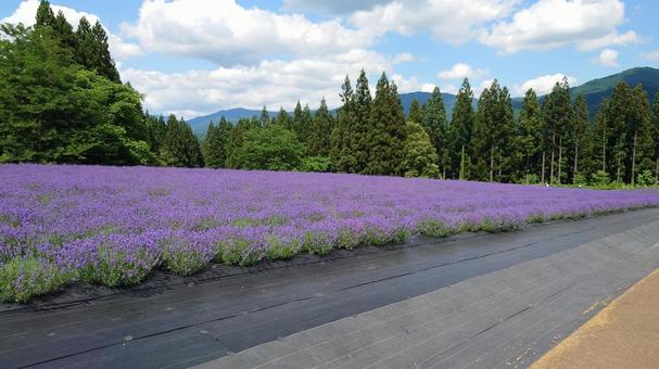 秋田美郷町 ラベンダー畑 ラベンダー,畑,花の写真素材