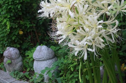 勝念寺の彼岸花 勝念寺の彼岸花 9月,秋,寺院の写真素材