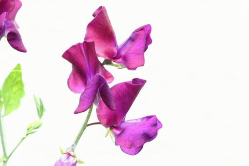 スイートピーの花 スイートピーの花 植物,花,豆科植物の写真素材