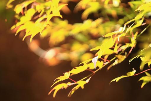京都三千院の秋 京都三千院の秋 紅葉,秋,もみじの写真素材
