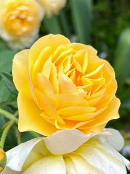 黄色いバラ 黄色いバラ バラ,花,アップの写真素材