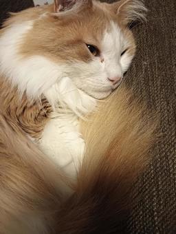 寝っ転がるネコ 寝っ転がるネコ ネコ,猫,ノルウェージャンの写真素材