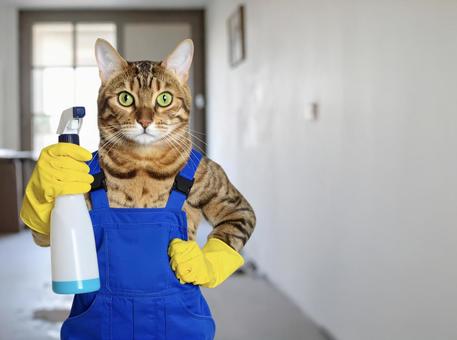 ねこ 現場作業員 猫の手も借りたい ねこ 現場作業員 猫の手も借りたいの写真
