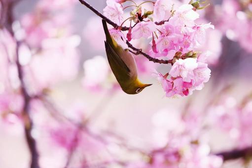 満開の河津桜とメジロ 満開の河津桜とメジロの写真