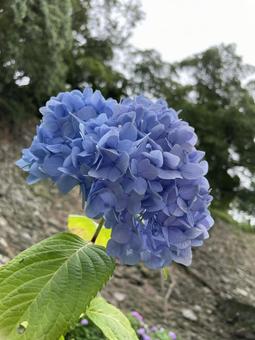 紫陽花青 紫陽花青の写真