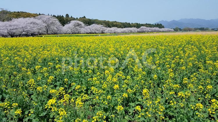 西都原古墳群の桜と菜の花 桜,菜の花,西都原古墳群の写真素材