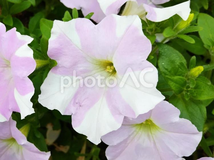 白やピンクのペチュニアが咲いた 花,ペチュニア,白の写真素材