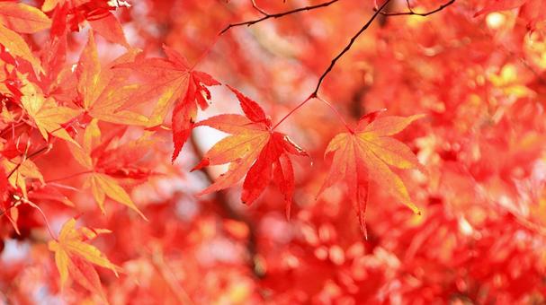 秋の紅葉　湖東三山金剛輪寺 紅葉,秋,金剛輪寺の写真素材
