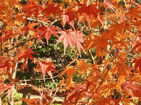 秋のもみじ10 秋のもみじ10 紅葉,もみじ,秋の写真素材