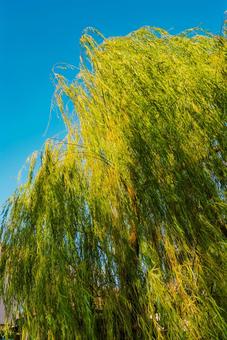 【佐賀】佐賀城跡の周辺 佐賀,風景,sagaの写真素材
