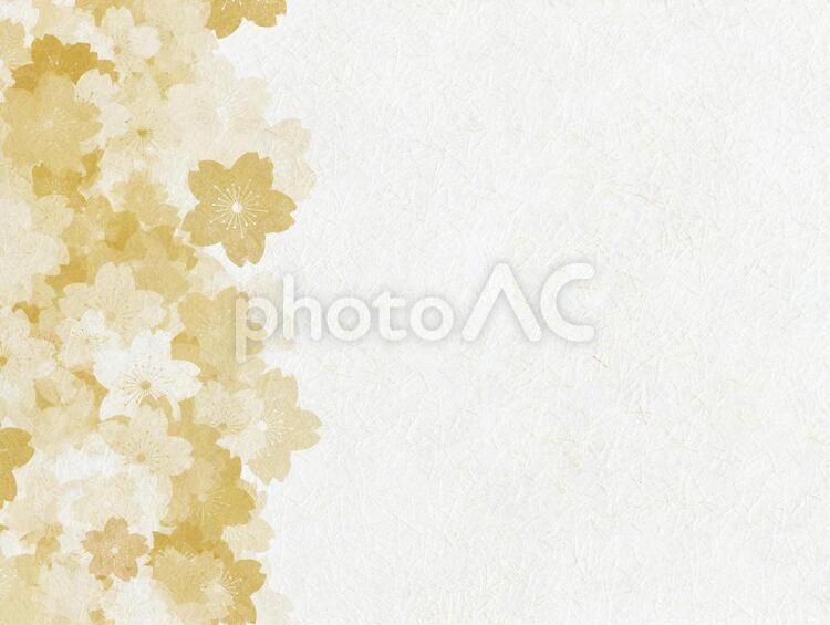 白い和紙に金色の桜柄の春の背景画像 locked 正月,桜,和紙の写真素材