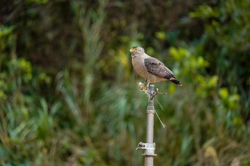 Photo, bird, birds, wild, 
